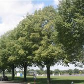 Riverfront Promenade