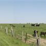 Salem County Farm Roads - Featherbed Lane, Pilesgrove