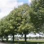 Riverfront Promenade