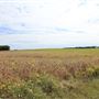 Cumberland County Farm Roads - Roadstown Shiloh Road, Hopewell Township