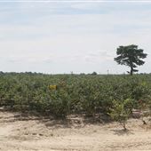 Atlantic County Farm Roads - Columbia Road, Hammonton