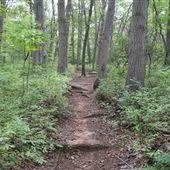Hartshorne Woods County Park - Buttermilk Valley