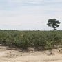 Atlantic County Farm Roads - Columbia Road, Hammonton