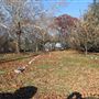 Haddonfield Friends Cemetery