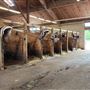 Union County Stables