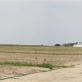 Cumberland County Farm Roads - Sayres Neck Road, Cedarville