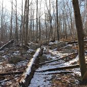 Ramapo Mountain State Forest - Lookout Trail