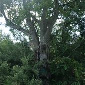The Devil's Tree