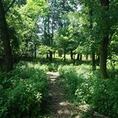 The Highland Park Native Plant Sanctuary