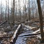 Ramapo Mountain State Forest - Lookout Trail