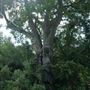 The Devil's Tree