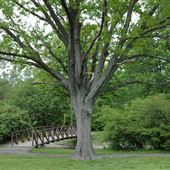 Weasel Brook Park