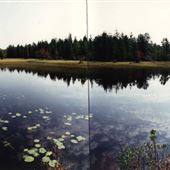 Brendan T. Byrne State Forest