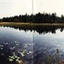 Brendan T. Byrne State Forest