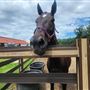 Union County Stables