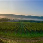 Alba Vineyard