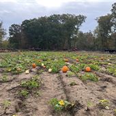 WM Strother Farm
