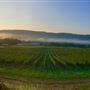 Alba Vineyard