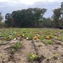 WM Strother Farm