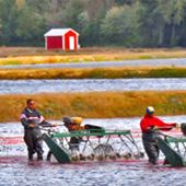 Pine Island Cranberry