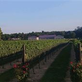 Blue Cork Winery & Vineyard