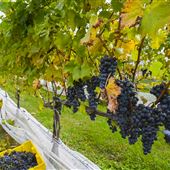 Lakeland Vineyard