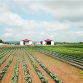 Abma's Farm