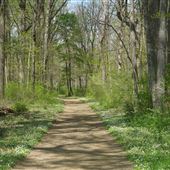 Institute Woods