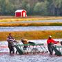 Pine Island Cranberry