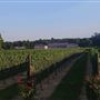 Blue Cork Winery & Vineyard