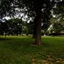 Library Park