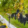 Lakeland Vineyard