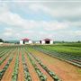 Abma's Farm