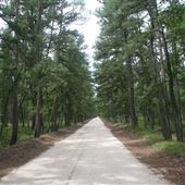 Wharton State Forest - Washington Turnpike
