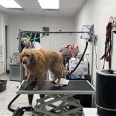 Coat Tales Grooming