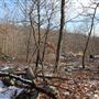 Ramapo Mountain State Forest - Cannon Ball Trail