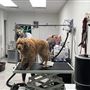 Coat Tales Grooming