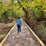 Dead Tree Run Boardwalk