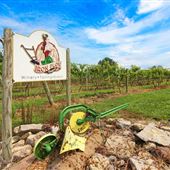 Iron Plow Vineyards
