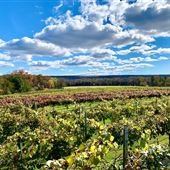 Old York Cellars