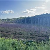 Skeleton Forest