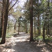 Cape May County Park North - Richard M. Cameron Wildlife Sanctuary