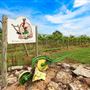 Iron Plow Vineyards
