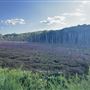 Skeleton Forest