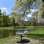 Pine Street Park