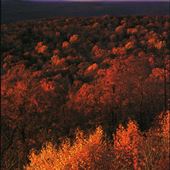 Stokes State Forest