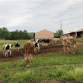 Holland Valley Farm