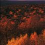 Stokes State Forest