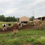 Holland Valley Farm
