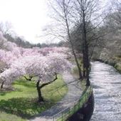 Branch Brook Park Cherry Blossoms